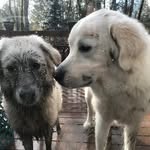 Kimberly Moniz Reger - @adventuresofmaddieandduke - Instagram