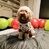 Kimberly Pelland - @leximycockapoo - TikTok