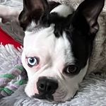 Kimberly LaFleur Raymer - @peri_bostonterrierblue - Instagram
