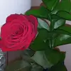 kimberlyauringer - @kimberlyauringer - TikTok