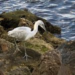 Kimberly Roach - @backyardbirdinginlol - Instagram