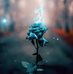 Kimberly Rockey - Facebook