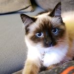 Kimberly Shotwell - @catcappuccino_ - Instagram
