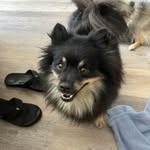 Kimberly L Sickles - @pomtabulous - Instagram