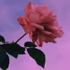 Kimberly Sievers - @321kimberly123 - TikTok