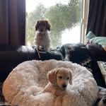 Kimberly Anderson-Staton - @dixie_and_daisy_the_doxies - Instagram