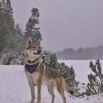 Kimberly Thomson - @kimberlythomson5952 - Instagram