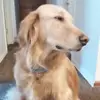 kimberlyvanpelt - @kimberlyvanpelt - TikTok