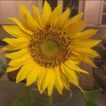 Kimberlywind - @kimberlywind - Instagram