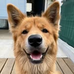 Kimchi  🥬🌶️ - @kimchi_chow_patate - Instagram