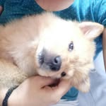 Kimchi_chow 💞 - @kimchi_chow - Instagram