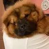 kimchichowchow - @kimchichowchow - TikTok