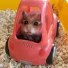 kimicamacho - @kimi_273 - TikTok