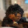 Denim the phantom poodle - @kinda.smith - TikTok