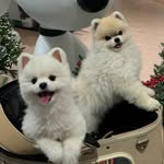 킹가문 쵸브라더스 / 쵸파•쵸롱 - @king_cho.brothers - Instagram