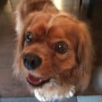 Bentley - @kingbentleykearns - Instagram