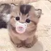 King Lau - @king.lau0 - TikTok