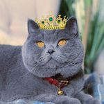 King Louis 👑 | British Blue - @kinglouis_britishblue - Instagram