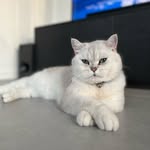 King Morris - @morris_thesilvercat - Instagram