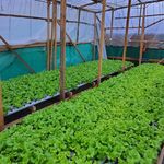 Kinley Wangmo - @bhutan_hydroponics - Instagram