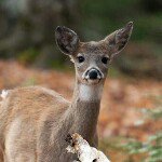 @billkinneytrophywhitetail - Instagram