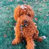 GIZMO KIP Peterson - @gizmo.the.poodle - TikTok