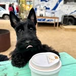 Kipu The Scottie - @kipu.thescottie - Instagram