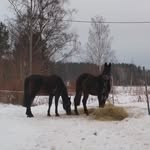 Kirsi Haanpää - @kipstone75 - Instagram