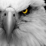 Kipp Bidwell - Facebook