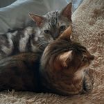kira & bailey the bengals - @kira_bailey_thebengals - Instagram