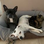 Kira Bailey and Shisha - @bully_andthe_mix - Instagram