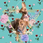Baxter & Kira - @baxter_and_kira - Instagram