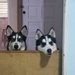 Baxter-Cooper-Kira - @baxter_cooper_kira - Instagram