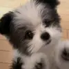 Kira - @kirabell03 - TikTok