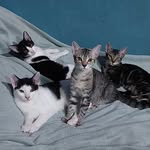 Kira, Lua, laranjinha, Black e Bloom - @gatinhosklbs - Instagram