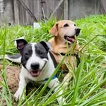 Kira & Bruce - @viralabra_pitlata - Instagram