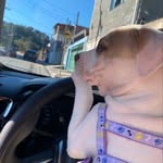 Kira 🐶 - @kira_bebek_bruce - Instagram