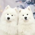 Kira & Obi [ft. Bruce & Binx] - @the_smiley_sams - Instagram