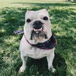 Kira, Bruce, and Harvey 🐾 - @thethreebulldogs - Instagram