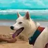 kira_bruce_syberiano - @kira_bruce_syberi - TikTok