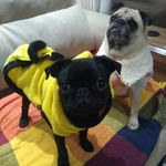 Kira e Bruce - @pugkiraebruce - Instagram