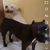 Kira e Bruce🐶🥰 - @americabuling - TikTok