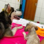 Kira e Bruce - @kiraoficial649 - Instagram