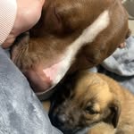Kira The Pitbull Y Bruce the Mastin🐶🐾💜 - @kiraybruce23 - Instagram