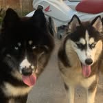 @ravena_bruce_kira_husky - Instagram