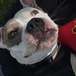 Kira Burke - @easybreezycoverdog - Instagram