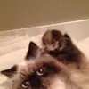 floydkiracofe - @floydkiracofe - TikTok