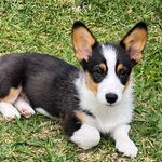 Kira Holt - @kirathecorgi2021 - Instagram