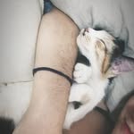 iris_cat_kira_Bagheera - @angy_iris_kira_bagheera - Instagram