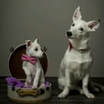 Kira & Iris - @humangradedoggos - Instagram